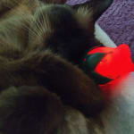 This medication a life choice for Baxter !!!