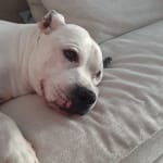 I'm glad my dog is back to his old self