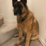 Carprofen keeps our old dogs moving