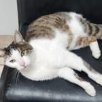 Frodo feeling better