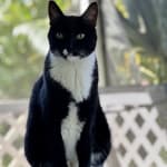 A must for any cat with kidney disease!