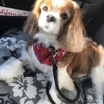 Visbiome is keeping Winston healthy !