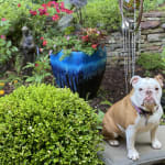 Bulldog skin approved