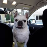 This med, cured my dogs ear right up!