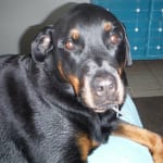 Cant find Denamarin for large dogs anywhere