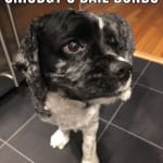 Great for Pancreatitis