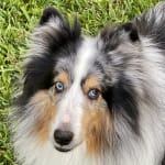 Omega 03 is a Great Product for Your Pet