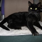 Shorter ones less ouch, longer ones flow faster