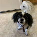 CitraVet has helped in Oreo for not getting stones