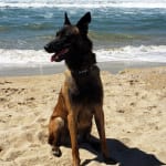 Visbiome Excellent Probiotics