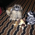 No Scoot works Great