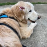 Offers relief to senior Golden Retriever