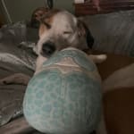 This medication helped my dog a lot!!