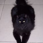 Needed dietary supplement at a good price