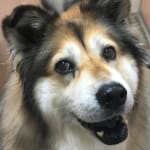 Excellent skin and coat supplement