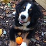 Great generic to Pancrezyme!