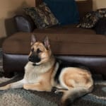 Bio Case Plus Advanced is the best for my dog