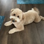 She loves to chew this treat