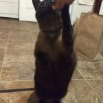 Switch from Hills Science, The CKD curse is put on hold 4now