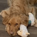 Recommend this product!