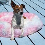 GREAT! I got the 10 mg size for my 11# dog and it's perfect.