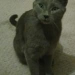 Ciprofloxacin eye drops for kittens hotsell