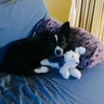 Visbiome for the win!