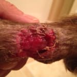 Open wound treatment