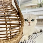 Porus One makes Stage 3 Kitty feel better