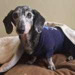 Helps my senior dachshund
