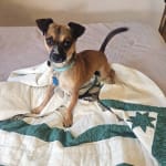 Charlie loves the taste!!  Easy to serve.