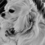 I believe the Pimo helped my roxy alleviate her stresses