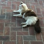 Vet recommended; cats approved!