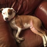 Happy Luca on probiotic helped his stomach while on steroid.