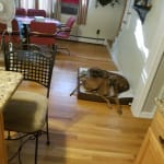 Great product thumbs 👍 to our vet.