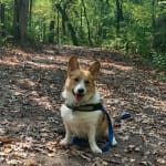 This medication has helped my pet.