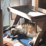 Great natural treatment for pets