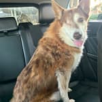 Vet recommended, but affordable on VetRx!