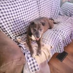 A working remedy for dogs with arthritis