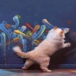 Liquid Metronidazole for kittens is a lifesaver!