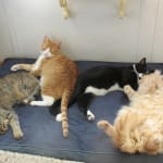 The only prescription that worked for my tuxedo kitty