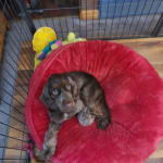 Pain specialist recommends this