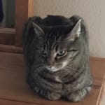 Sharps with Container