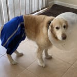 This worked great on my dogs hot spot