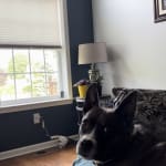 Good medicine for flea/ticks