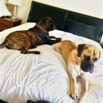 Trying a new product with five dogs