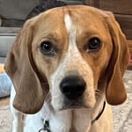 My dog is doing so much better!