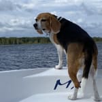 This medication definitely helps my pets. I love VetRX !