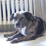 Good for extreme dry eye