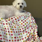 This medication helped my pet